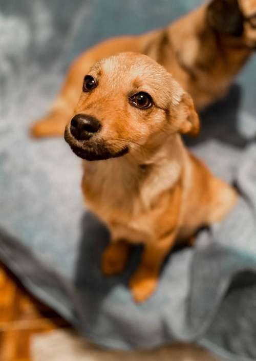 Чотирилапі знову шукають люблячу домівку в Коломиї 4