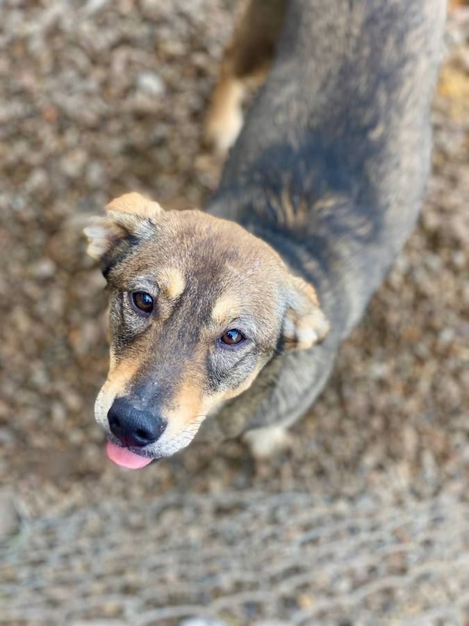 Чотирилапі знову шукають люблячу домівку в Коломиї 8