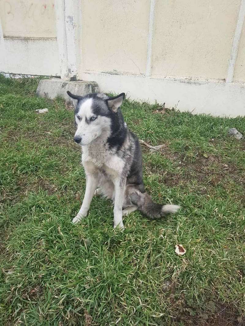 Домашні улюбленці шукають прихисток у Коломиї 6