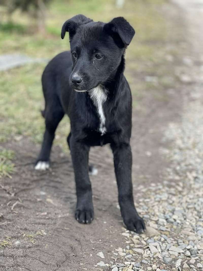 Домашні улюбленці шукають прихисток у Коломиї 1