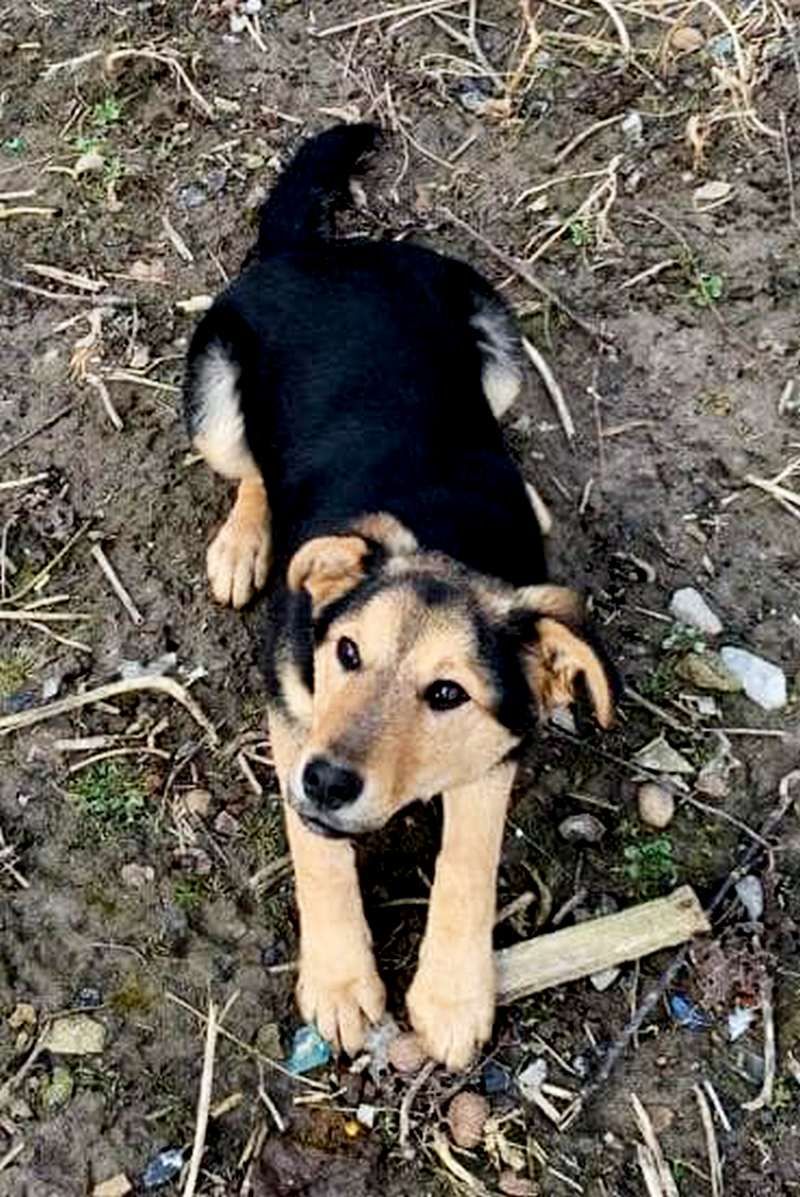 Домашні улюбленці шукають прихисток у Коломиї 2