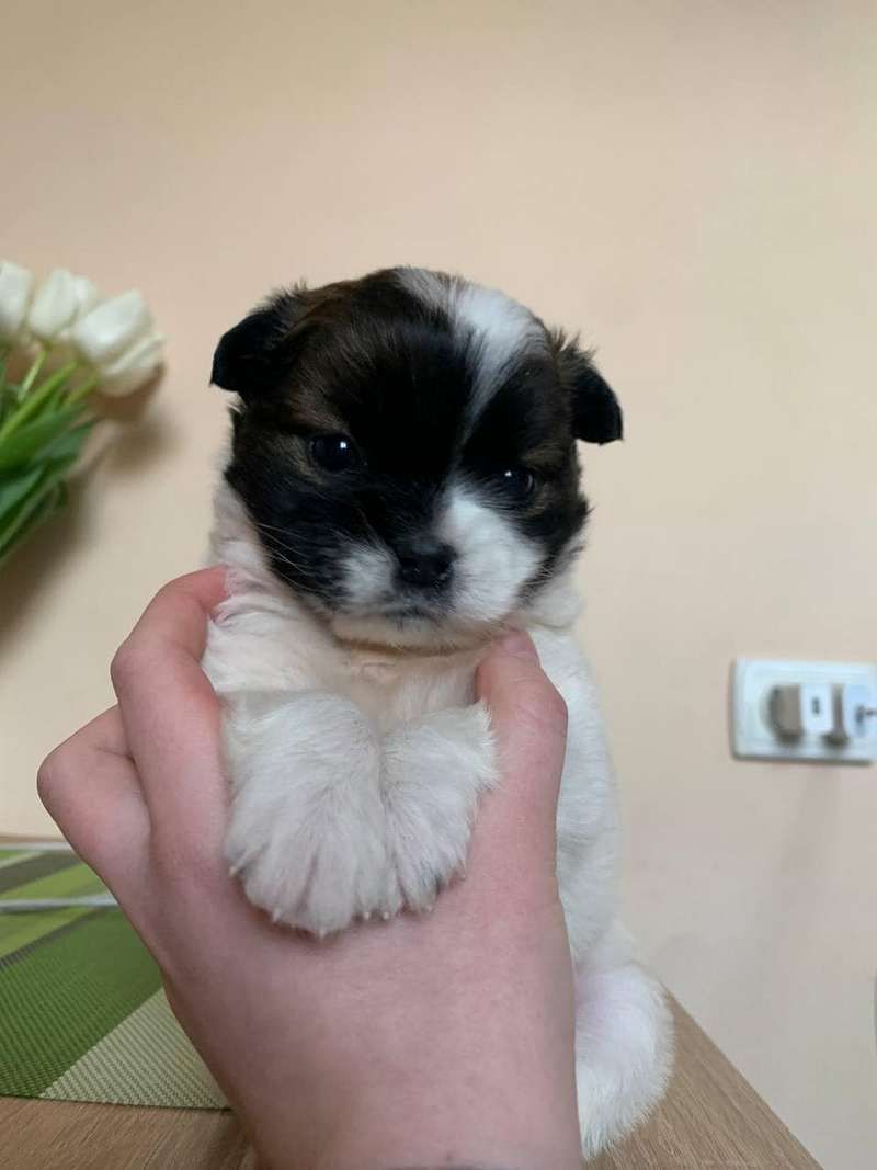 Домашні улюбленці шукають прихисток у Коломиї 3