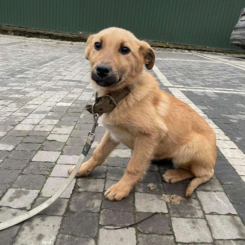 Домашні улюбленці шукають прихисток у Коломиї 5