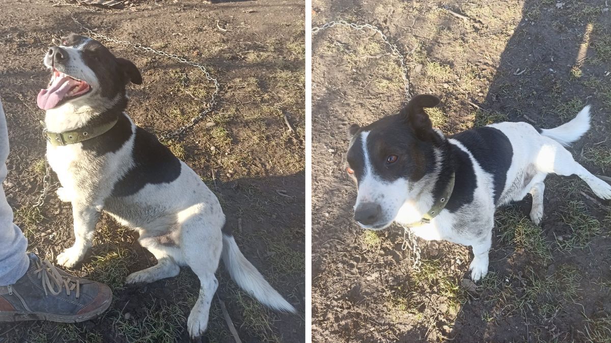 Хто з чотирилапих шукає нову домівку та люблячих господарів? 1