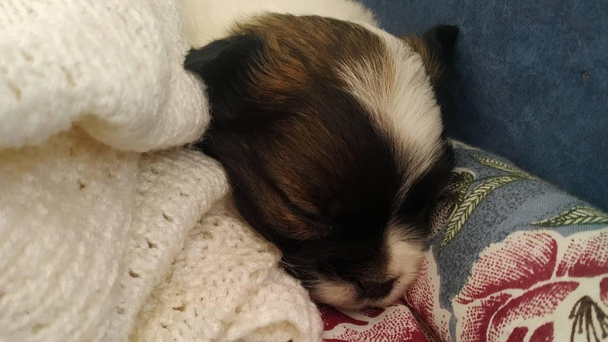 Хто з чотирилапих шукає нову домівку та люблячих господарів? 2