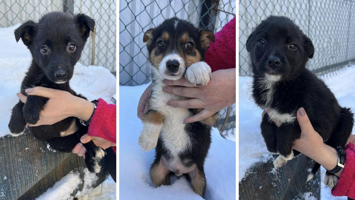 Хто з чотирилапих шукає нову домівку та люблячих господарів? 3