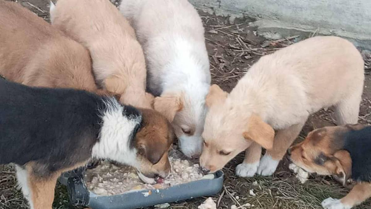 Хто з чотирилапих шукає нову домівку та люблячих господарів? 4