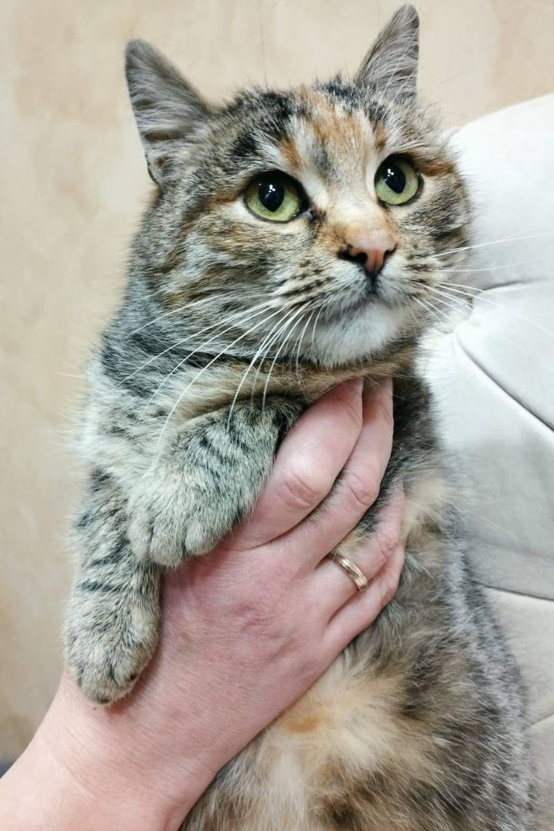 Хто з чотирилапих шукає нову домівку та люблячих господарів? 6