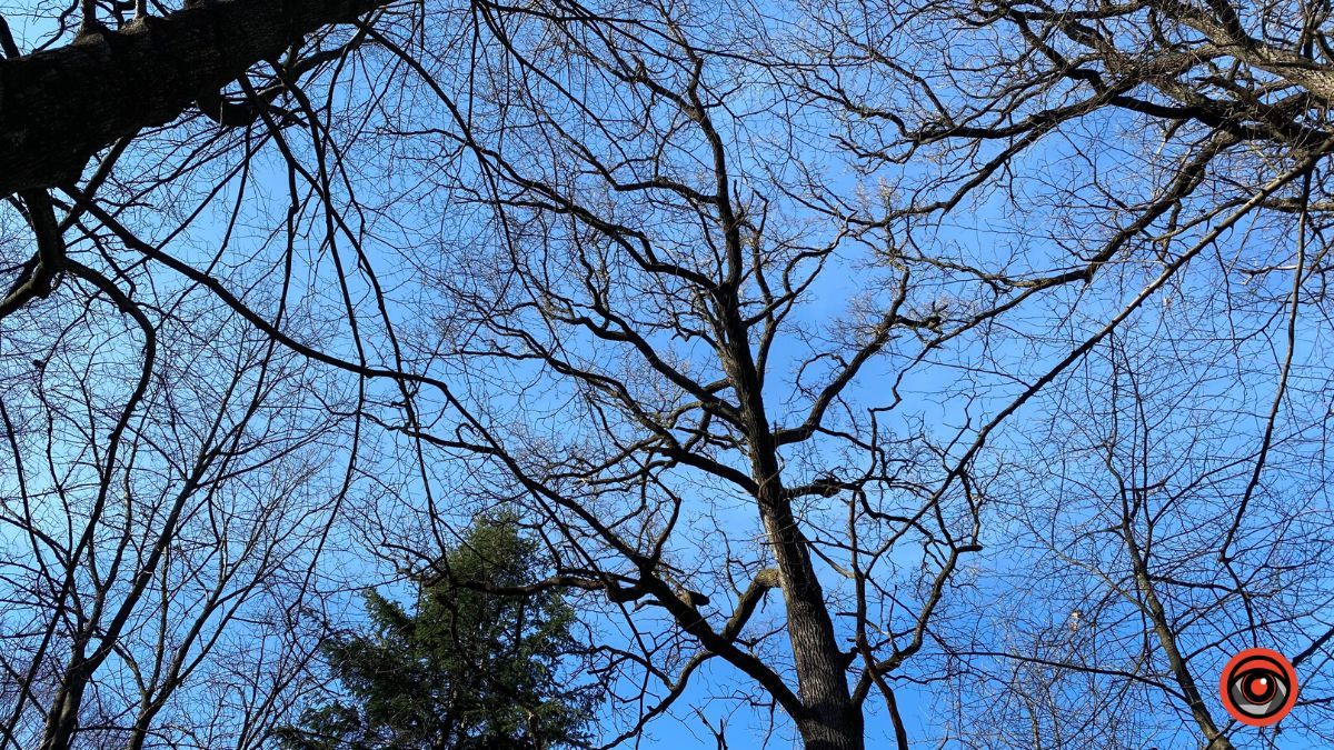 А у лісі майже весна | Фоторепортаж для релаксу 10