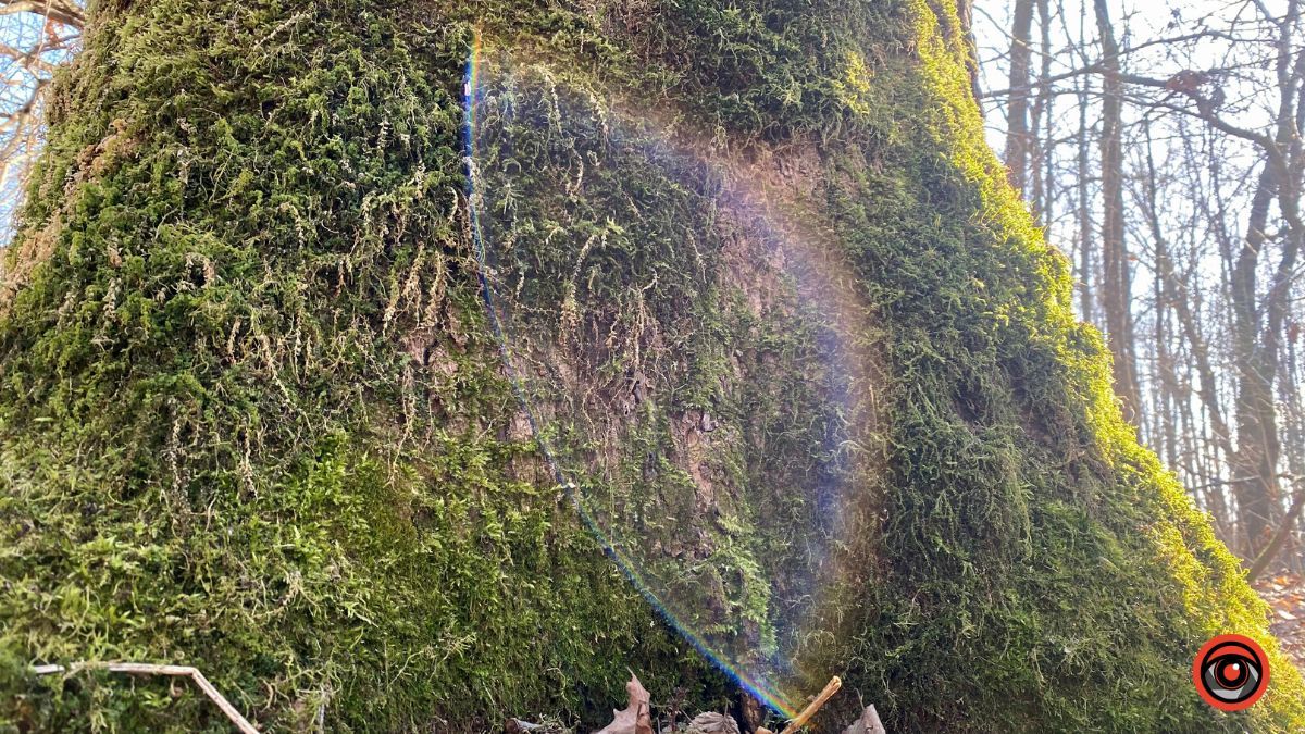 А у лісі майже весна | Фоторепортаж для релаксу 9