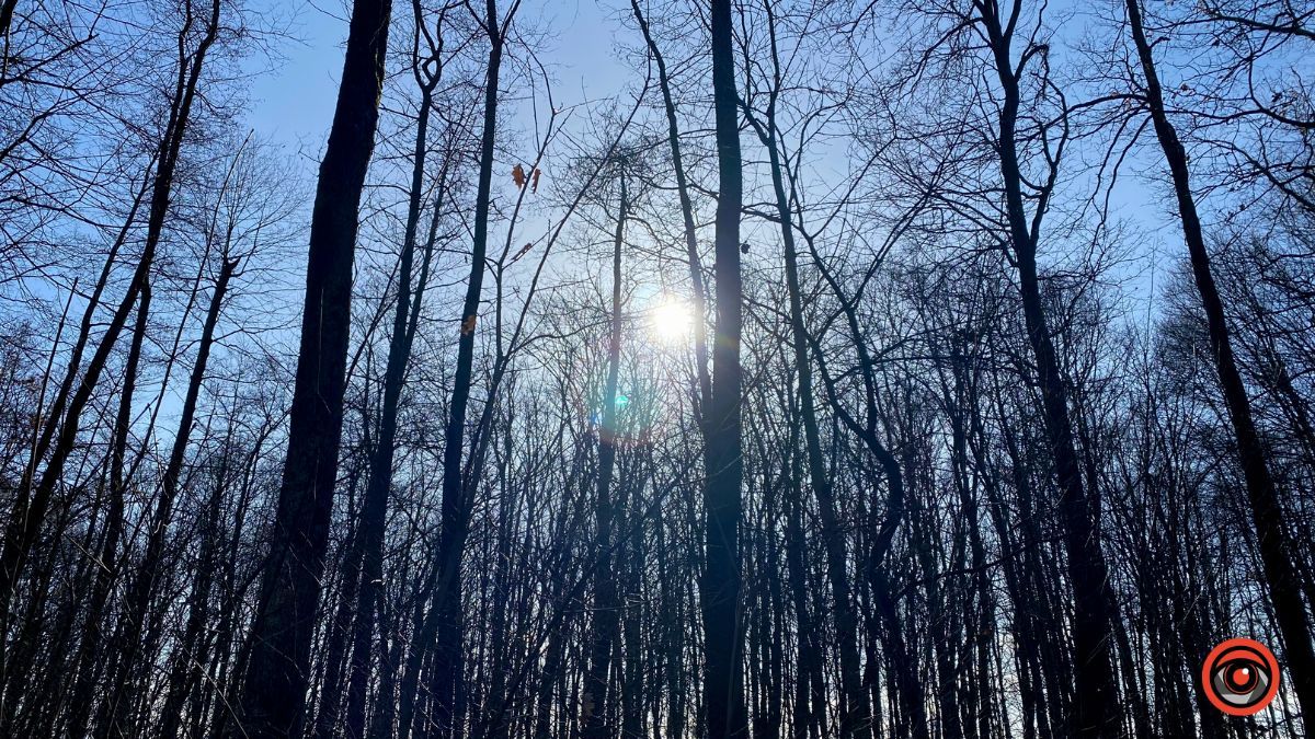 А у лісі майже весна | Фоторепортаж для релаксу 6