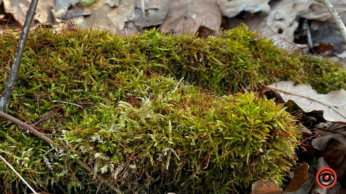 А у лісі майже весна | Фоторепортаж для релаксу 7