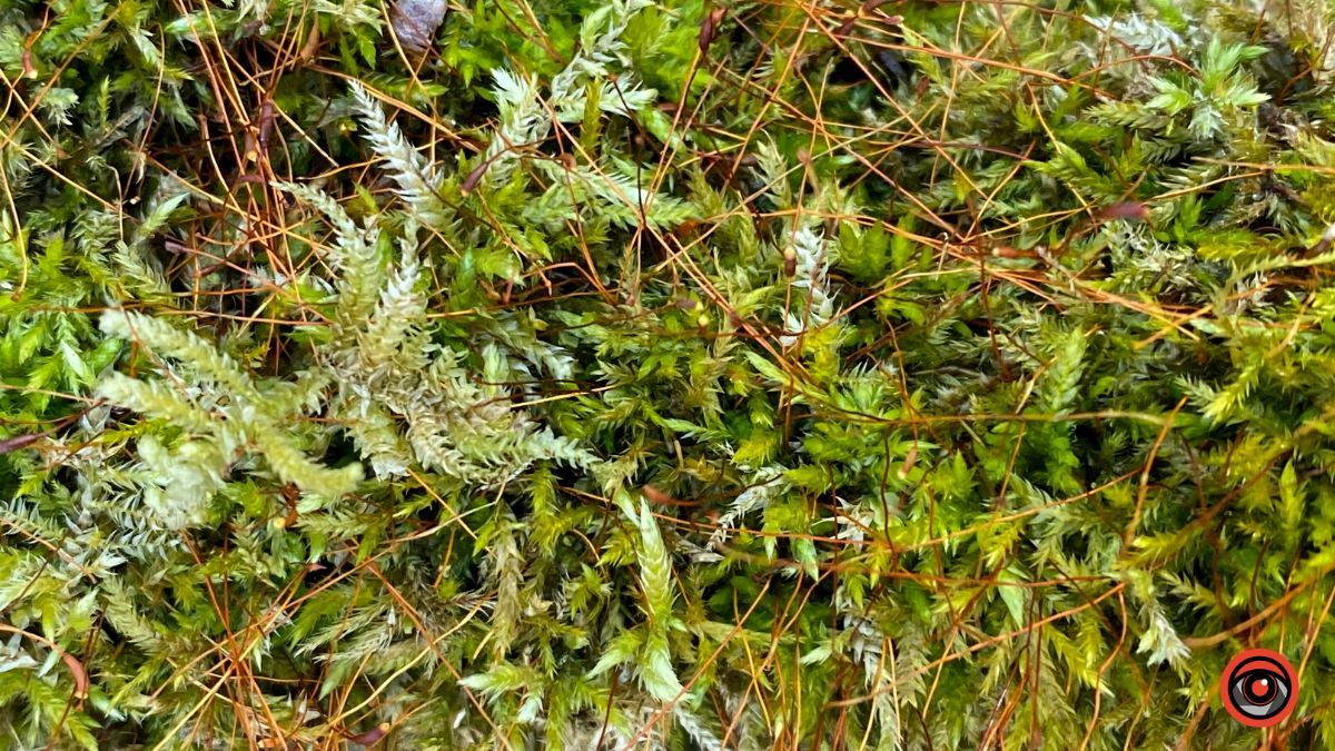 А у лісі майже весна | Фоторепортаж для релаксу 4