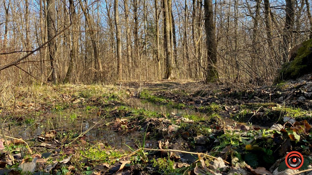 А у лісі майже весна | Фоторепортаж для релаксу 3