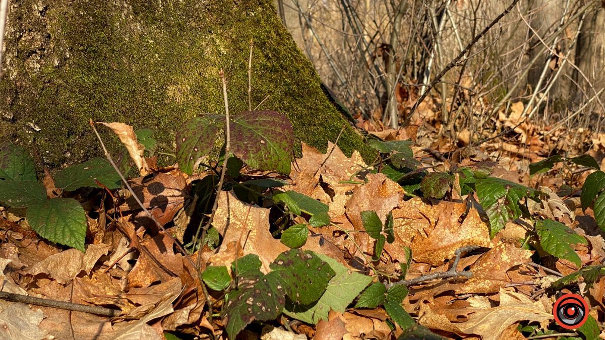 А у лісі майже весна | Фоторепортаж для релаксу 2