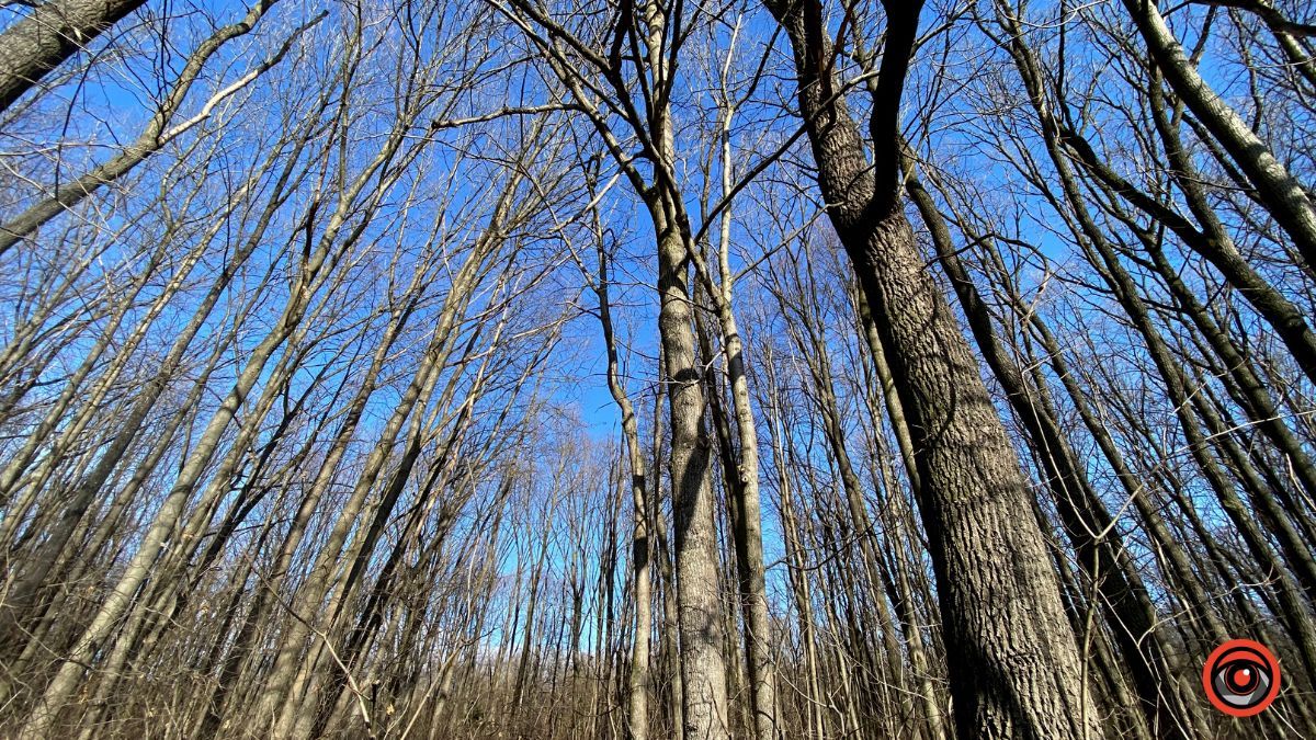 А у лісі майже весна | Фоторепортаж для релаксу 1