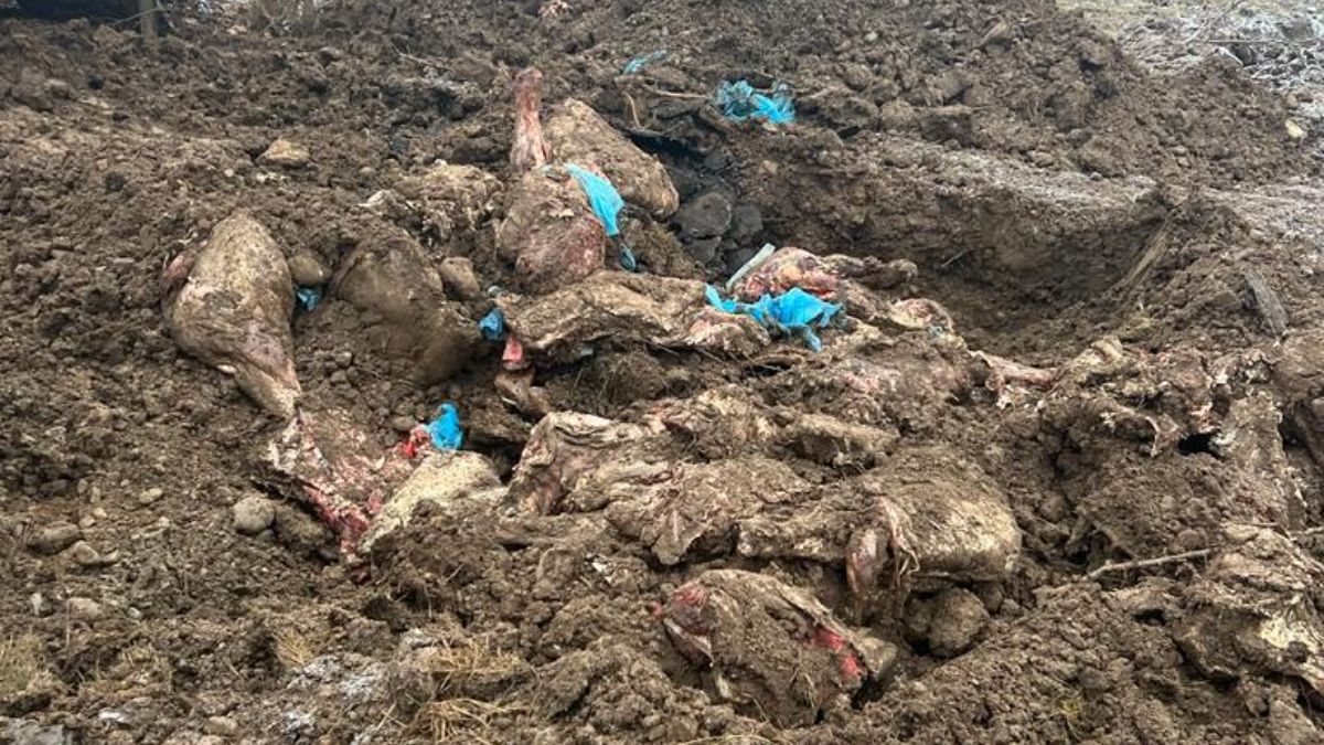 На Івано-Франківщині зіпсувалося 8,5 тонн м'яса, яке закупили для харчування військових