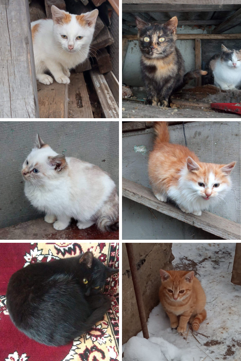 Хто з чотирилапих шукає нову домівку та люблячих господарів? 5