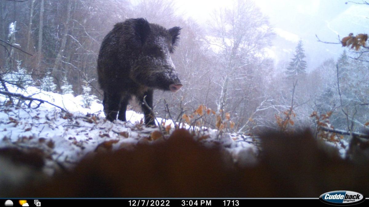 Кого зафіксували фотопастки у Карпатському біосферному заповіднику? 3