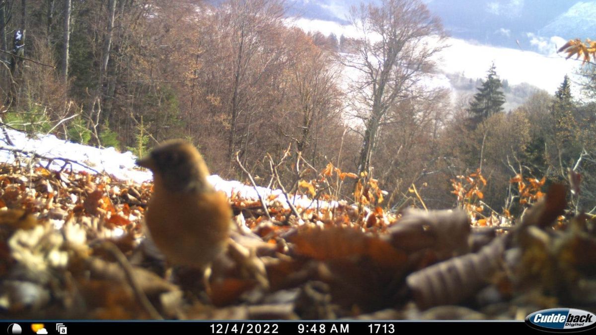Кого зафіксували фотопастки у Карпатському біосферному заповіднику? 2