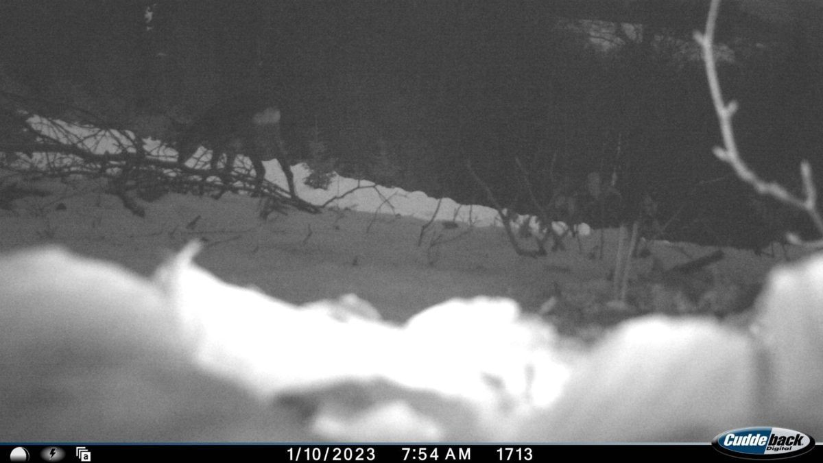 Кого зафіксували фотопастки у Карпатському біосферному заповіднику? 1