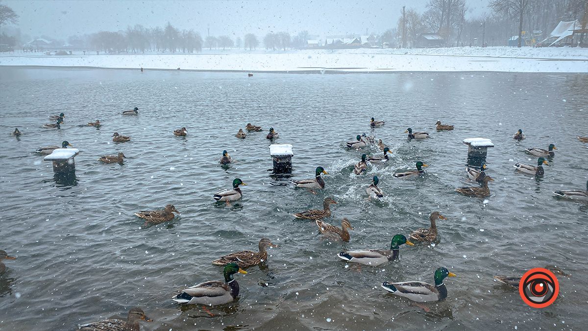Краса засніженого озера у Коломиї | Фоторепортаж 9