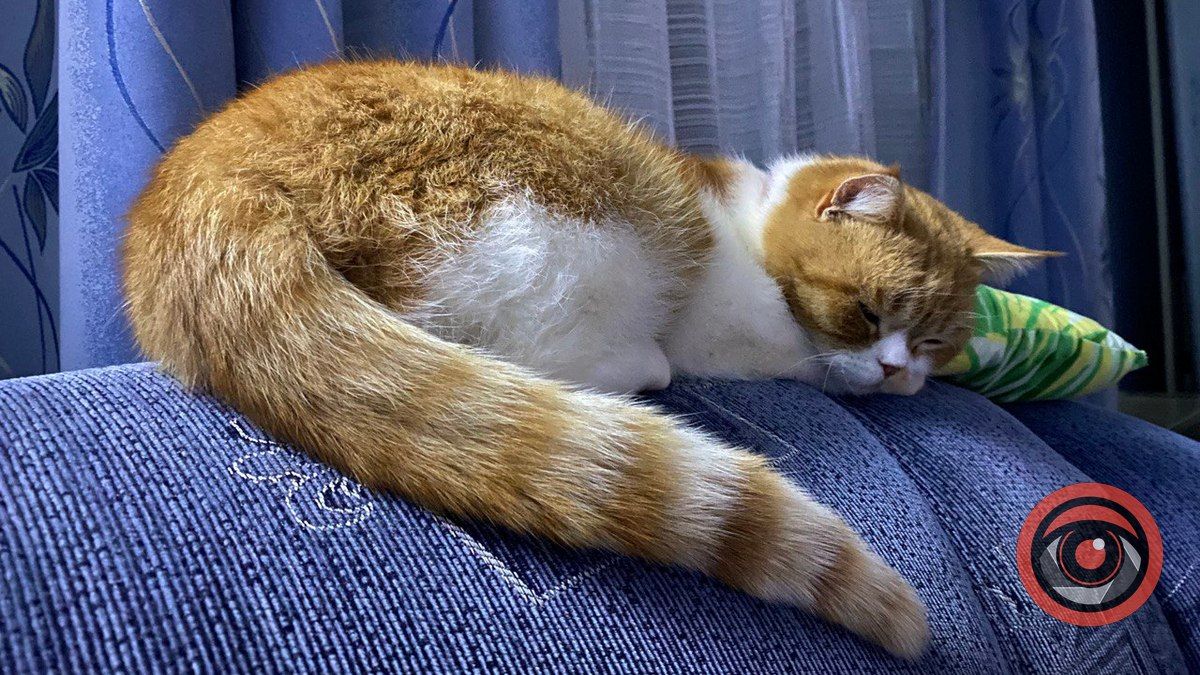 День кота, людського духу та прояву доброти: які свята 17 лютого?