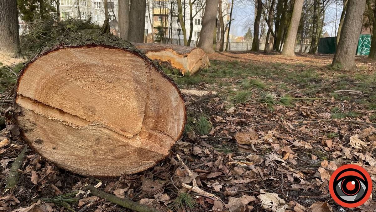 Багаторічна сосна