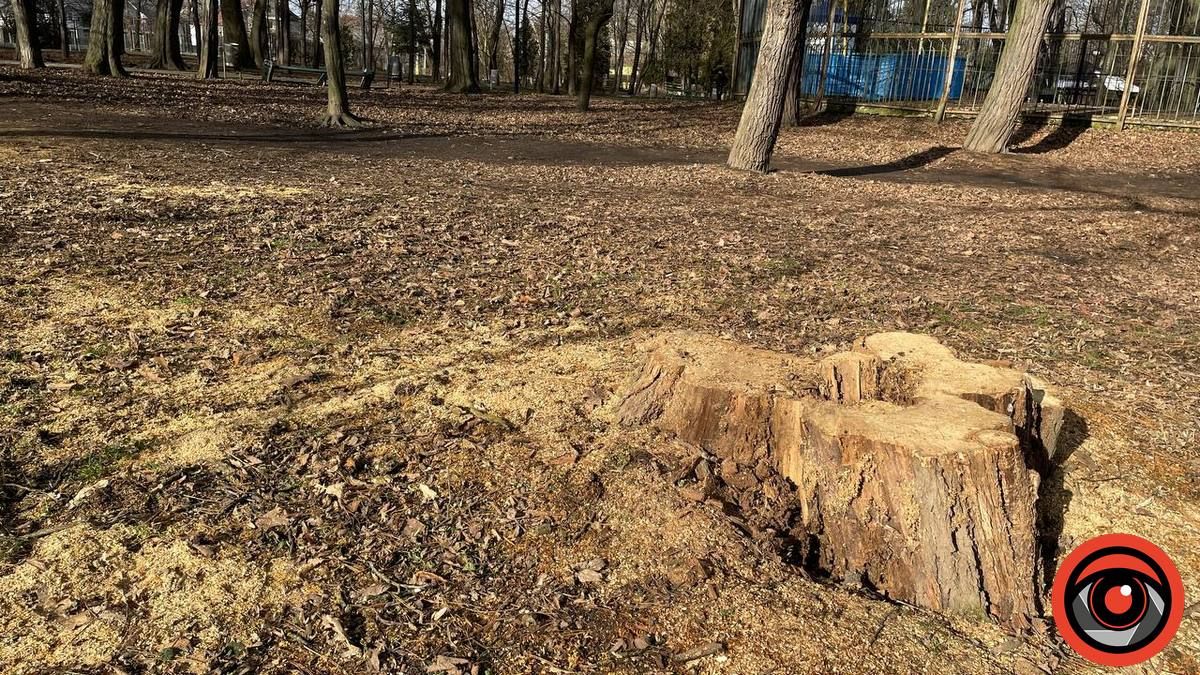 У міському парку Коломиї в січні зрізали 11 дерев 12