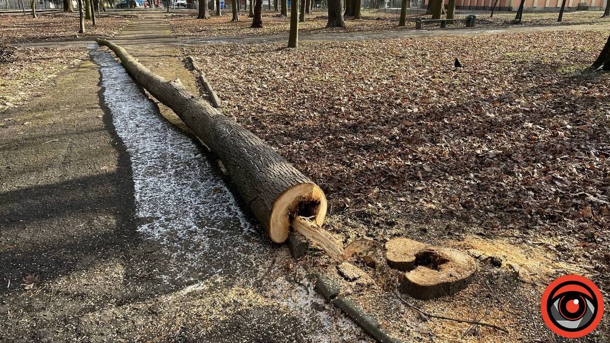 У міському парку Коломиї в січні зрізали 11 дерев 10