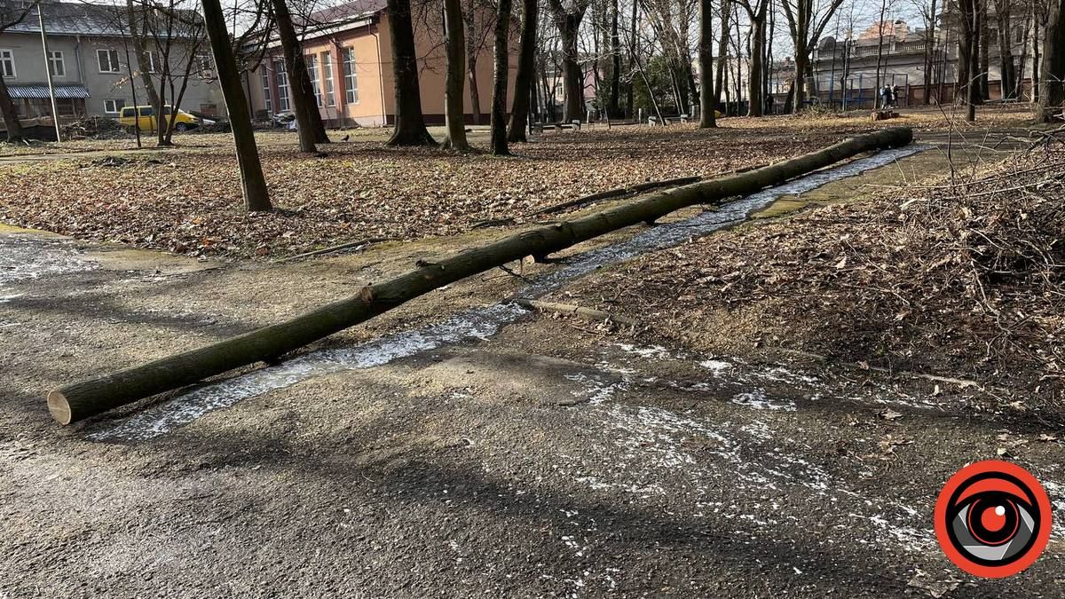 У міському парку Коломиї в січні зрізали 11 дерев 11