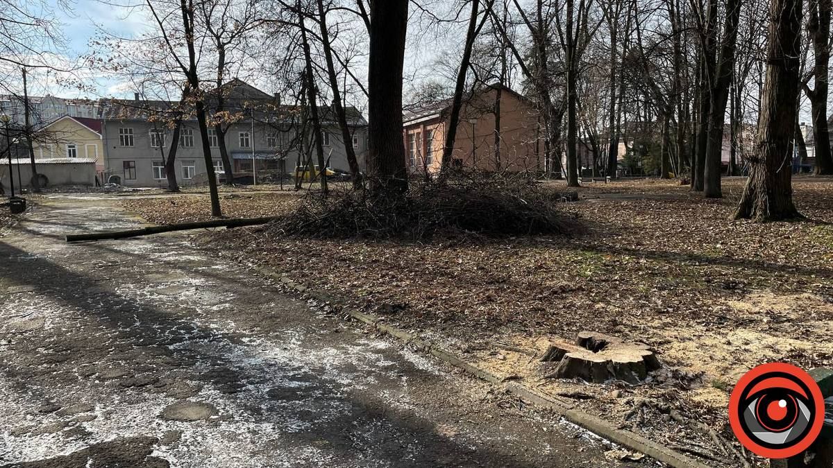 У міському парку Коломиї в січні зрізали 11 дерев 13
