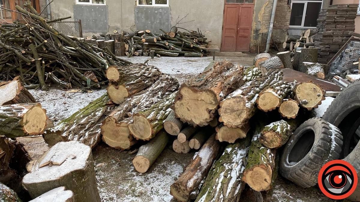 У міському парку Коломиї в січні зрізали 11 дерев 15