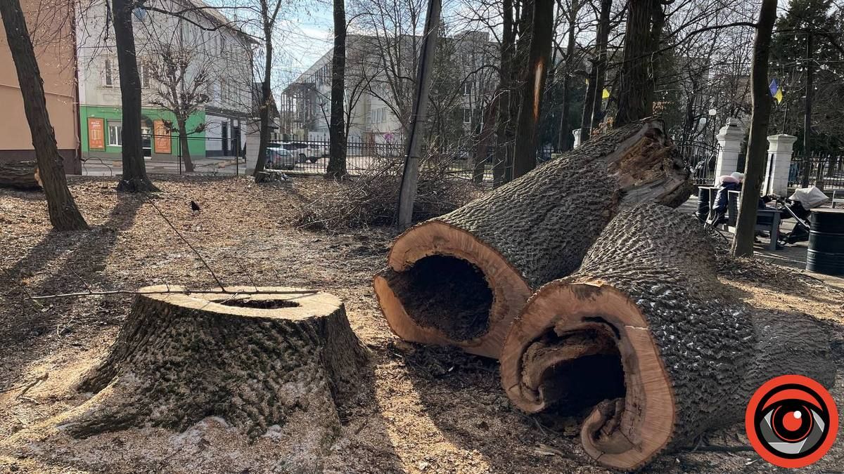У міському парку Коломиї в січні зрізали 11 дерев 8