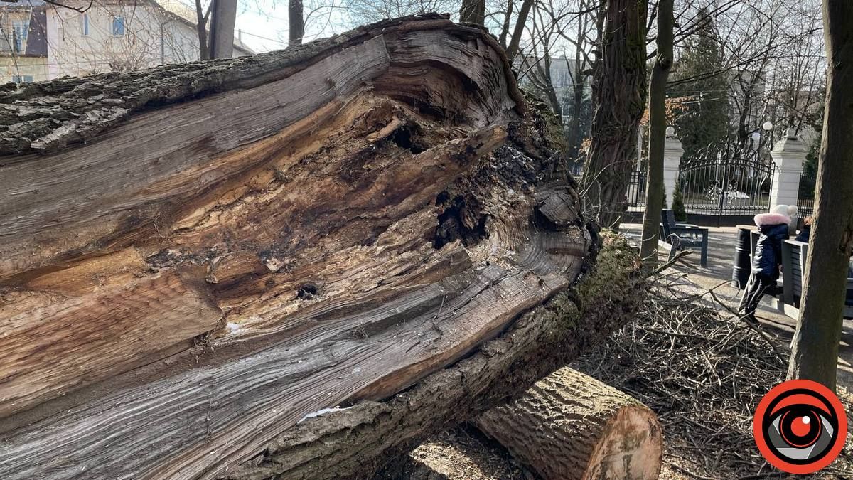 У міському парку Коломиї в січні зрізали 11 дерев 6