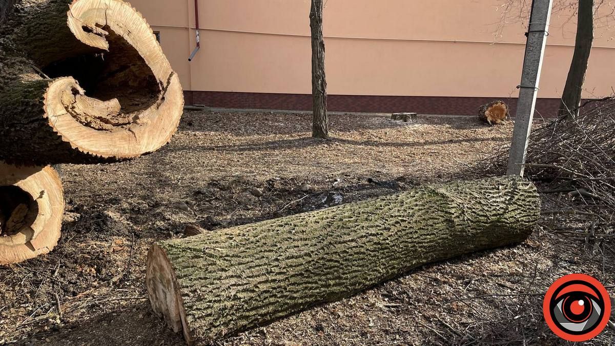 У міському парку Коломиї в січні зрізали 11 дерев 7