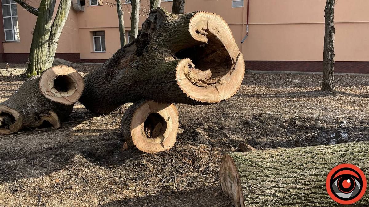 У міському парку Коломиї в січні зрізали 11 дерев 5