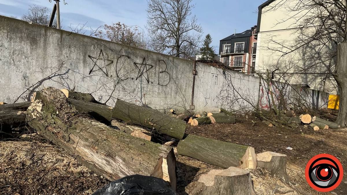 Що із штрафом за зрубані дерева на вул. Шухевича в Коломиї 2