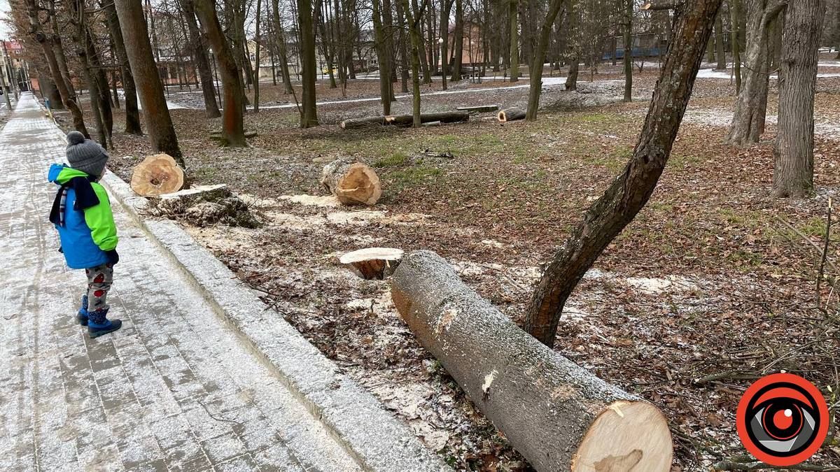 У міському парку Коломиї в січні зрізали 11 дерев 4