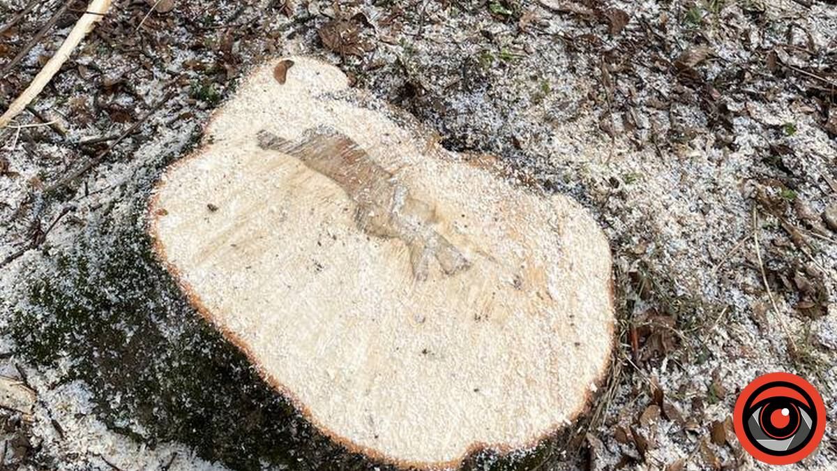 У міському парку Коломиї в січні зрізали 11 дерев 3