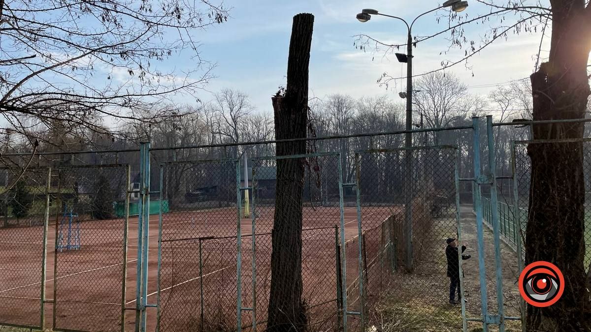 У Коломиї на вулиці Кобилянської зрізають дерева 1