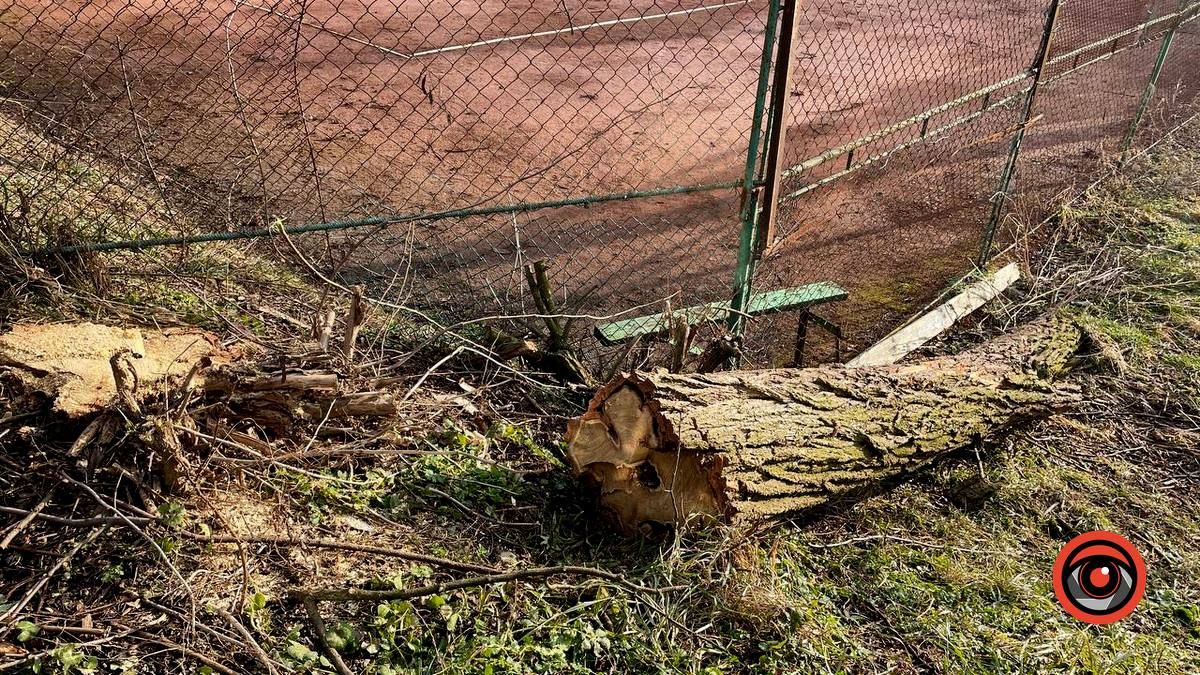 У Коломиї на вулиці Кобилянської зрізають дерева