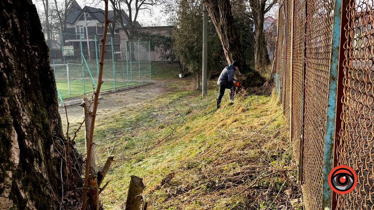 У Коломиї на вулиці Кобилянської зрізають дерева 4