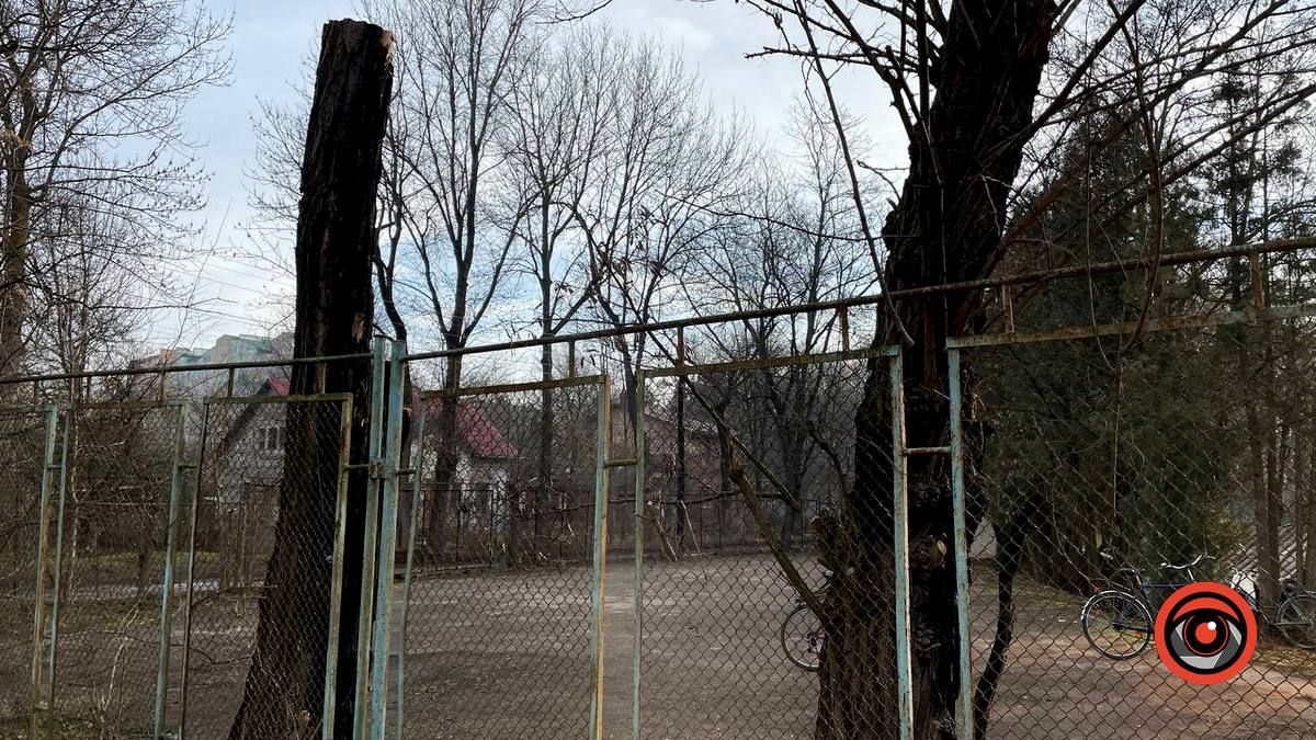 У Коломиї на вулиці Кобилянської зрізають дерева 3