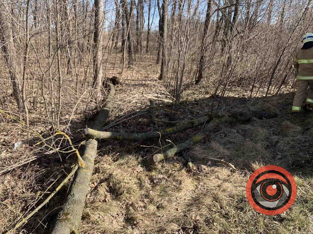На Коломийщині дерево впало на дорогу 1