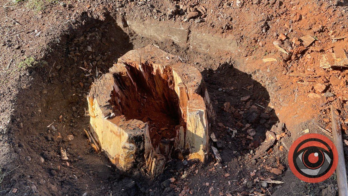 На вулиці Лисенка корчують пні, щоб посадити дерева 1