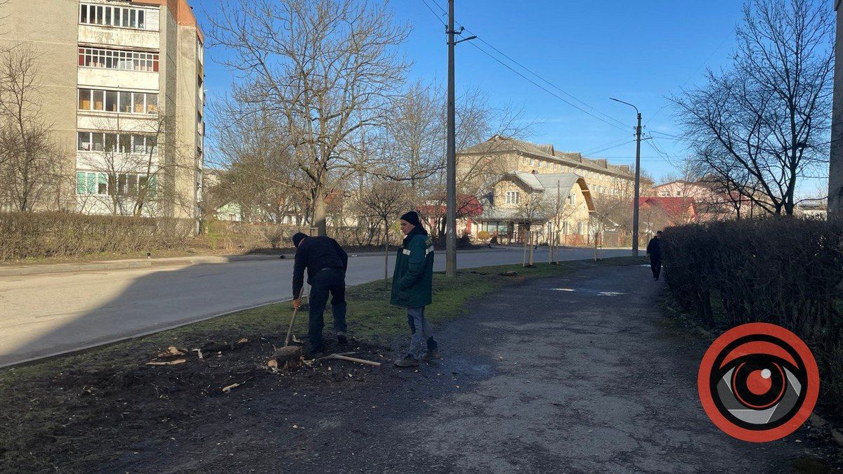 На вулиці Лисенка корчують пні, щоб посадити дерева 5