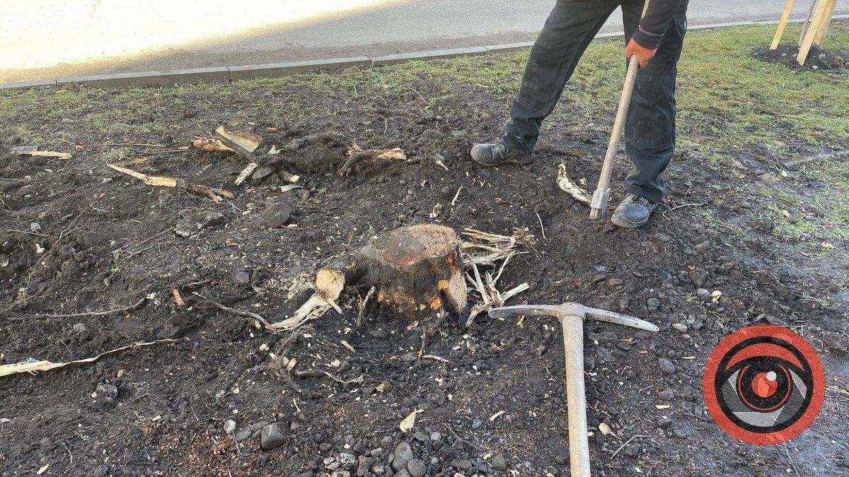 На вулиці Лисенка корчують пні, щоб посадити дерева 4