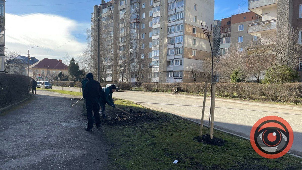 На вулиці Лисенка корчують пні, щоб посадити дерева 2
