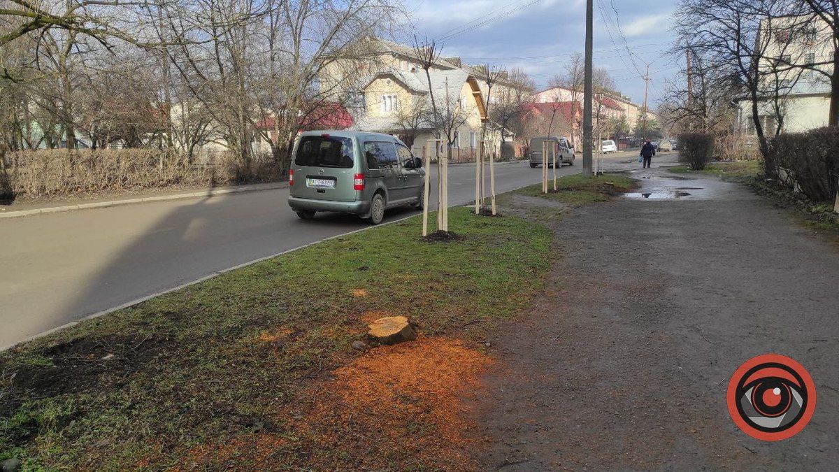 На вулиці Лисенка корчують пні, щоб посадити дерева 7